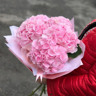 Розовые гортензии 